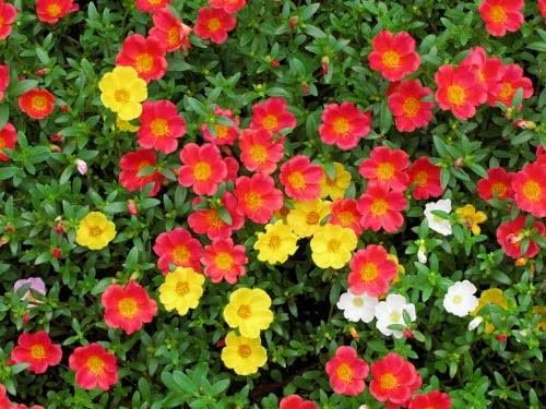 Beldroega – Portulaca oleracea: Curiosidade sobre a Planta 4 1698309337 654 Beldroega – Portulaca oleracea Curiosidade sobre a Planta