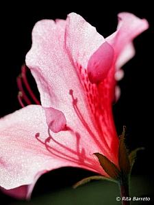 Azaleia – Rhododendron simsii Curiosidade sobre a Planta