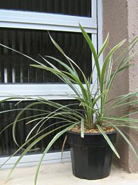 Barba-de-serpente – Ophiopogon jaburan: Curiosidade sobre a Planta 3 Barba de serpente – Ophiopogon jaburan Curiosidade sobre a Planta