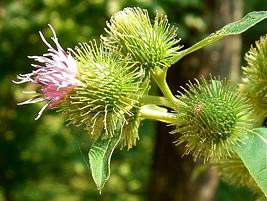 Bardana – Arctium lappa: Curiosidade sobre a Planta 3 Bardana – Arctium lappa Curiosidade sobre a Planta