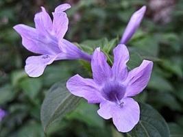 Barléria – Barleria cristata: Curiosidade sobre a Planta 3 Barleria – Barleria cristata Curiosidade sobre a Planta