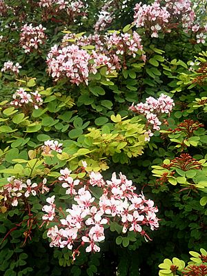 Bauhinia-trepadeira – Bauhinia scandens: Curiosidade sobre a Planta 3 Bauhinia trepadeira – Bauhinia scandens Curiosidade sobre a Planta