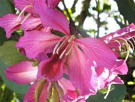 Bauínia-de-hong-kong – Bauhinia blakeana: Curiosidade sobre a Planta 3 Bauinia de hong kong – Bauhinia blakeana Curiosidade sobre a Planta