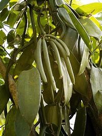 Baunilha – Vanilla sp: Curiosidade sobre a Planta 3 Baunilha – Vanilla sp Curiosidade sobre a Planta