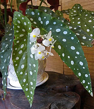 Begonia Maculata – Begonia maculata Curiosidade sobre a Planta
