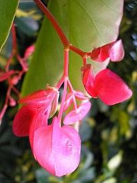 Begonia asa de anjo – Begonia coccinea Curiosidade sobre a Planta