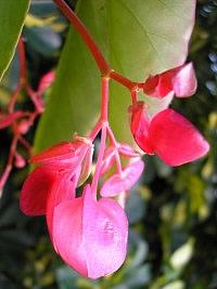 Begônia-asa-de-anjo – Begonia coccinea: Curiosidade sobre a Planta 3 Begonia asa de anjo – Begonia coccinea Curiosidade sobre a Planta