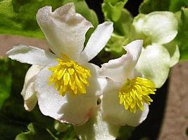 Begonia cerosa – Begonia semperflorens Curiosidade sobre a Planta