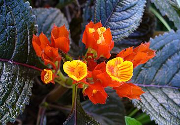 Begônia-negra – Chrysothemis pulchella: Curiosidade sobre a Planta 3 Begonia negra – Chrysothemis pulchella Curiosidade sobre a Planta