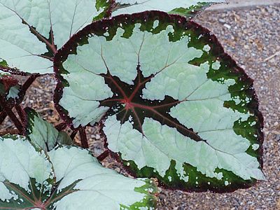 Begonia rex – Begonia rex Curiosidade sobre a Planta