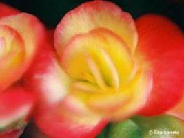 Begonia – Begonia elatior Curiosidade sobre a Planta
