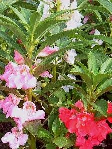 Beijo-de-frade – Impatiens balsamina: Curiosidade sobre a Planta 3 Beijo de frade – Impatiens balsamina Curiosidade sobre a Planta