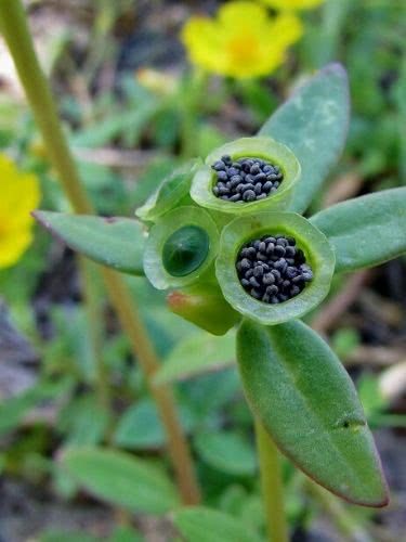 Beldroega – Portulaca oleracea: Curiosidade sobre a Planta 3 Beldroega – Portulaca oleracea Curiosidade sobre a Planta